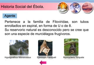 Historia Social del Ébola. 
Agente 
Pertenece a la familia de Filoviridae, son tubos 
enrolladlos en espiral, en forma de U o de 8. 
Su reservorio natural es desconocido pero se cree que 
son una especie de murciélagos frugívoros. 
Hypsignathus Monstrossus Epomops Franqueti Myonycteris Torquata 
 