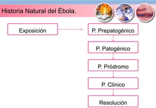 Historia Natural del Ébola. 
Exposición P. Prepatogénico 
P. Patogénico 
P. Pródromo 
P. Clínico 
Resolución 
 
