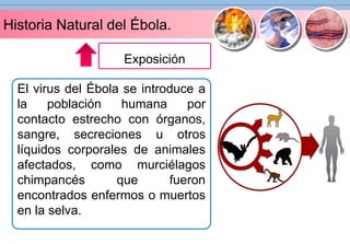 Historia Natural del Ébola. 
Exposición 
El virus del Ébola se introduce a 
la población humana por 
contacto estrecho con órganos, 
sangre, secreciones u otros 
líquidos corporales de animales 
afectados, como murciélagos 
chimpancés que fueron 
encontrados enfermos o muertos 
en la selva. 
 
