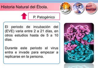 Historia Natural del Ébola. 
P. Patogénico 
El periodo de incubación del 
(EVE) varia entre 2 a 21 días, en 
otros estudios hasta de 5 a 10 
días. 
Durante este periodo el virus 
entra e invade para empezar a 
replicarse en la persona. 
 