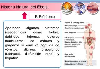 Historia Natural del Ébola. 
P. Pródromo 
Aparecen algunos síntomas 
inespecíficos como fiebre, 
debilidad intensa, dolores 
musculares, de cabeza y 
garganta lo cual va seguida de 
vómitos, diarrea, erupciones 
cutáneas, disfunción renal y 
hepática. 
 