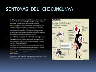 SINTOMAS DEL CHIKUNGUNYA 
 El chikungunya puede causar síntomas a varios niveles del 
cuerpo humano, sobre todo fiebre alta y fuertes dolores 
articulares. Su método de actuación es similar al 
del dengue y otros virus transmitidos por mosquitos. La 
mayoría de las personas que se contagian manifiestan 
síntomas, es decir, hay muy pocos portadores 
asintomáticos. Lo normal es comenzar con signos de la 
enfermedad entre tres y siete días después de la picadura 
del mosquito hembra infectado con el virus. 
 Los síntomas principales de la fiebre de chikungunyason: 
 Fiebre elevada con dolores de las articulaciones, son los 
síntomas más frecuentes, la fiebre puede durar entre dos y 
tres días y llegar a los 40ºC. 
 Dolores musculares y de la cabeza, con malestar general, 
posibilidad de náuseas y sensación de cansancio, aunque 
estos dolores suelen durar tan solo unos días. 
 Artritis, inflamación de las articulaciones, especialmente 
pies y manos. 
 Exantema o rash, manchas rojas o puntos púrpura en la piel 
difusas que a veces se acompañan de picor. 
 