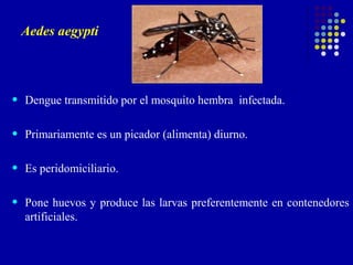 Aedes aegypti




•   Dengue transmitido por el mosquito hembra infectada.

•   Primariamente es un picador (alimenta) diurno.

•   Es peridomiciliario.

•   Pone huevos y produce las larvas preferentemente en contenedores
    artificiales.
 