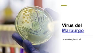 Virus del
Marburgo
La hemorragia mortal
 