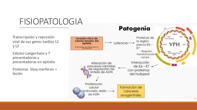 Fisiopatologia Del Virus Del Papiloma Humano