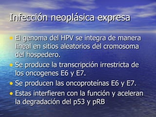 Infección neoplásica expresa El genoma del HPV se integra de manera lineal en sitios aleatorios del cromosoma del hospedero. Se produce la transcripción irrestricta de los oncogenes E6 y E7. Se producen las oncoproteínas E6 y E7. Estas interfieren con la función y aceleran la degradación del p53 y pRB 