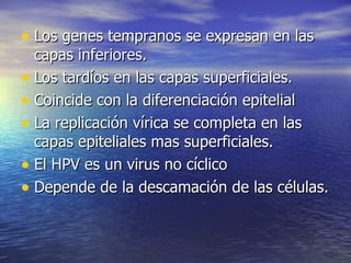 Los genes tempranos se expresan en las capas inferiores. Los tardíos en las capas superficiales. Coincide con la diferenciación epitelial  La replicación vírica se completa en las capas epiteliales mas superficiales.  El HPV es un virus no cíclico Depende de la descamación de las células.  