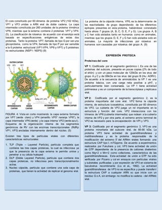 El core constituido por 60 dímeros de proteína VP2 (102 KDa),
VP1 y VP3 unidas a ARN viral de doble cadena. La capa
intermedia constituida por 260 unidades de la proteína trimérica
VP6, mientras que la externa contiene 2 proteínas VP7 y VP4.
(5). La clasificación de rotavirus de acuerdo con el serotipo está
basada en especificaciones antigénicas de estas dos
proteínas. Tanto la proteína VP7, llamada de tipo G por ser una
glicoproteína, como la VP4, llamada de tipo P por ser sensible
a la 6 proteína estructural (VP1-VP4, VP6 y VP7) y 5 proteínas
no estructurales (NSP1- NSP5) (9)
FIGURA 4: Vista en corte mostrando la capa externa formada
por VP7 (verde claro) y VP4 (amarillo VP5* naranja VP8*), la
capa intermedia VP6 (verde) y la capa interna VP2 (verde-azul).
Esquema de la organización interna de los segmentos
genómicos de RV con las enzimas transcripcionales (RdRp
VP1, VP3) ancladas internamente dentro del núcleo. (5)
Existen tres tipos de partículas virales con diferentes
características estructurales:
1. TLP (Triple – Layered Particle), partícula completa que
contiene las tres capas proteicas, la cual es infecciosa ya
que la presencia de la capa externa le permite unirse y
penetrar a su célula huésped
2. DLP (Doble Layered Particle), partícula que contiene dos
capas proteicas, no infecciosa pero transcripcionalmente
activa.
3. Nucleo cápside, partícula que contiene una sola capa de
proteínas, que tienen la actividad de replicar el genoma viral.
La proteína de la cápside interna, VP6, es la determinante de
las reactividades de grupo dependiendo de los diferentes
epítopes presentes en esta proteína, habiéndose constatado
hasta ahora 7 grupos (A, B, C, D, E, F y G). Los grupos A, B
y C han sido aislados tanto en humanos como en animales,
mientras que los grupos D, E, F y G han sido aislados solo en
animales. La mayoría de infecciones por rotavirus en
humanos son causadas por rotavirus del grupo A. (9)
EXPRESIÓN PROTEICA
Proteínas del core
VP 1: Codificada por el segmento genómico l. Es una de las
proteínas del subcore, presente en pocas copias (2% de todo
el virión) y con un peso molecular de 125kDa en los virus del
grupo A y C y de l36kDa en los virus del grupo B (Hu: ADRV).
De acuerdo a la secuencia de aminoácidos la VP 1 es una
proteína básica, con una carga neta positiva a pH7, y
particularmente bien conservada. La VP 1 tiene actividad
polimerasa y es un componente de la transcriptasa y replicasa
viral.
VP 2: Codificada por el segmento genómico 2, es la
proteína mayoritaria del core viral. VP2 forma la cápside
interna, de estructura icosaédrica, constituida por 60 dímeros
de VP2. La cubierta de VP2 juega un rol importante en la
estructura y función del core. VP2 interacciona con los
trímeros de VP6 (cubierta intermedia) que rodean a la cubierta
interna de VP2 y por otra parte, el extremo amino terminal de
VP2 es necesario para la encapsidación de VPl y VP3.
VP 3: Codificada por el segmento genómico 3, VP3 es una
proteína minoritaria del subcore viral, de 85-90 kDa. La
proteína VP3 tiene actividad de guanidiltransferasa y
metiltransferasa y es la proteína responsable de la
modificación del extremo 5' del ARNm virales formando una
estructura CAP tipo I, m7Gppme. De acuerdo a experimentos
realizados por Fukuhara y col, VP3 tiene actividad de unión
de GTP dependiente de la presencia de cationes divalentes
como Mg+2 o Mn+2 como cofactores, característica de las
guanidiltransferasas. Esta actividad de unión a GTP ha sido
verificada por Pizarro y col en ensayos con partículas virales
y subvirales purificadas y por expresión de VP3 en sistema de
baculovirus recombinante (Liu et aL, 1992). La actividad
guanidiltransferasa de VP3 no es específica y puede transferir
la estructura CAP a cualquier ARN sc que inicie con un
residuo G o A, sin embargo no modifica la cadena - del ARNdc
viral.
 