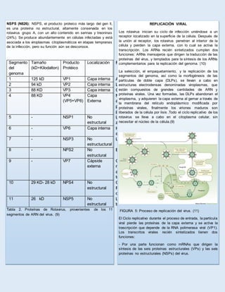 NSPS (N826): NSPS, el producto proteico más largo del gen ll,
es una proteína no estructural, altamente conservada en los
rotavirus grupo A, con un alto contenido en serinas y treoninas
(24%). Se produce abundantemente en células infectadas y está
asociada a los viroplasmas citoplasmáticos en etapas tempranas
de la infección, pero su función aún se desconoce.
Segmento
del
genoma
Tamaño
(kD=Kilodalton)
Producto
Protéico
Localización Función
1 125 kD VP1 Capa interna ARN polimerasa
2 94 kD VP2 Capa interna Ligada ARN
3 88 KD VP3 Capa interna Guanidiltransferasa
4 88 KD VP4
(VP5+VP8)
Capa
Externa
Neutralizacion del
antígeno,hematoglutinina,infectividad
por medio de
proteasa,virulencia,anclaje celular
5 - NSP1 No
estructural
Levemente básica,posee dedo de
zinc,ligada a ARN
6 - VP6 Capa interna Hidrofóbica,trimérica,subgrupo de
antígeno
7 - NSP3 No
estructuctural
Ligeramene acidita ligada a ARN
8 - NPS2 No
estructural
Basica,ligada a ARN
9 - VP7 Cápside
externa
Glucoproteína de membrana de
neutralización de antígeno integrado
a la membrana de RER, dos
terminales de NH2 Hidrofóbicos
10 29 KD- 28 kD NPS4 No
estructural
Glucoproteina de transmembrana de
RER,rol en morfogénesis,tres
dominios NH2 hidrofóbicos
11 26 kD NSP5 No
estructural
Ligeramente básica,rica en serina y
treomina ligada a ARN
Tabla 2. Proteínas de Rotavirus, provenientes de los 11
segmentos de ARN del virus. (9)
REPLICACIÓN VIRAL
Los rotavirus inician su ciclo de infección uniéndose a un
receptor localizado en la superficie de la célula. Después de
la unión al receptor, los rotavirus penetran al interior de la
célula y pierden la capa externa, con lo cual se activa la
transcripción. Los ARNs recién sintetizados cumplen dos
funciones: ARNs mensajeros que dirigen la traducción de las
proteínas del virus, y templados para la síntesis de los ARNs
complementarios para la replicación del genoma. (10)
La selección, el empaquetamiento, y la replicación de los
segmentos del genoma, así como la morfogénesis de las
partículas de doble capa (DLPs), se llevan a cabo en
estructuras electrodensas denominadas viroplasmas, que
están compuestos de grandes cantidades de ARN y
proteínas virales. Una vez formadas, las DLPs abandonan el
viroplasma, y adquieren la capa externa al gemar a través de
la membrana del retículo endoplásmico modificada por
proteínas virales, finalmente los viriones maduros son
liberados de la célula por lisis .Todo el ciclo replicativo de los
rotavirus se lleva a cabo en el citoplasma celular, sin
necesitar el núcleo de la célula.(9)
FIGURA 5: Proceso de replicación del virus. (11)
El Ciclo replicativo durante el proceso de entrada, la partícula
viral pierde las proteínas de la capa externa y se activa la
trascripción que depende de la RNA polimerasa viral (VP1).
Los transcritos virales recién sintetizados tienen dos
funciones:
- Por una parte funcionan como mRNAs que dirigen la
síntesis de las seis proteínas estructurales (VPs) y las seis
proteínas no estructurales (NSPs) del virus.
 
