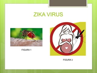 ZIKA VIRUS
FIGURA 1
FIGURA 2
 