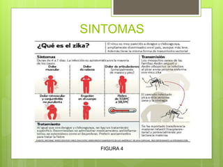SINTOMAS
FIGURA 4
 