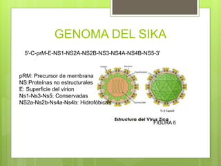GENOMA DEL SIKA
FIGURA 6
5′-C-prM-E-NS1-NS2A-NS2B-NS3-NS4A-NS4B-NS5-3'
pRM: Precursor de membrana
NS:Proteínas no estructurales
E: Superficie del virion
Ns1-Ns3-Ns5: Conservadas
NS2a-Ns2b-Ns4a-Ns4b: Hidrofóbicas
 