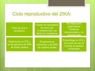 Ciclo reproductivo del ZIKA:
Virion se une a
receptores
Fusión de membrana
de virus con
m.endosomal y se
libera en citoplasma
Se traduce en
poliproteina:
Proteínas
estructurales y no
estructurales
Replicacion en R.E y
se da genoma de ARN
de doble cadena
El genoma se
transcribe y da ARN
de cadena simple
Ensamblaje en R.E y
los virion es van al
A.Golgi al espacio
intracelular
 
