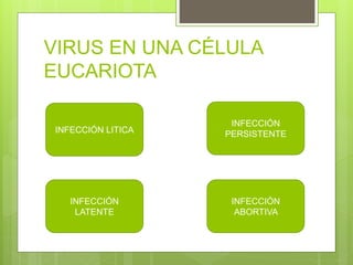 VIRUS EN UNA CÉLULA
EUCARIOTA
INFECCIÓN LITICA
INFECCIÓN
PERSISTENTE
INFECCIÓN
LATENTE
INFECCIÓN
ABORTIVA
 