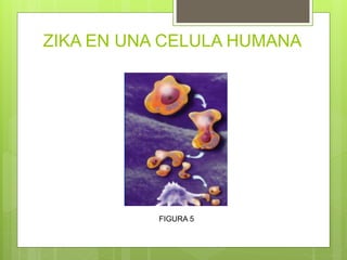 ZIKA EN UNA CELULA HUMANA
FIGURA 5
 
