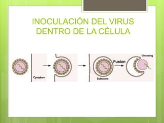 INOCULACIÓN DEL VIRUS
DENTRO DE LA CÉLULA
 
