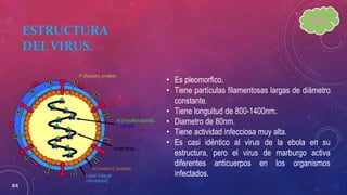 ESTRUCTURA
DEL VIRUS.
• Es pleomorfico.
• Tiene partículas filamentosas largas de diámetro
constante.
• Tiene longuitud de 800-1400nm.
• Diametro de 80nm.
• Tiene actividad infecciosa muy alta.
• Es casi idéntico al virus de la ebola en su
estructura, pero el virus de marburgo activa
diferentes anticuerpos en los organismos
infectados.
#4
INDICE.
 