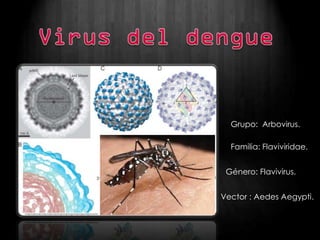 Grupo: Arbovirus.

  Familia: Flaviviridae.


 Género: Flavivirus.


Vector : Aedes Aegypti.
 