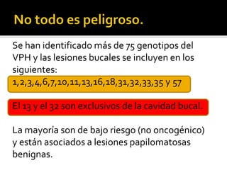 Se han identificado más de 75 genotipos del
VPH y las lesiones bucales se incluyen en los
siguientes:
1,2,3,4,6,7,10,11,13,16,18,31,32,33,35 y 57
El 13 y el 32 son exclusivos de la cavidad bucal.
La mayoría son de bajo riesgo (no oncogénico)
y están asociados a lesiones papilomatosas
benignas.
 