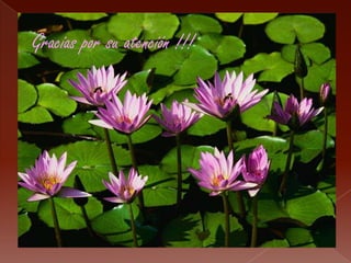 Gracias por su atención !!!
 