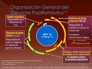Región regulatoria
                                                                                        Regiones de genes
        Responsable de la                                      E6
                                                                                        tempranos E6 y E7
          Replicación del
               virus                                                                    Responsable de
                                                                                        mantener el virus en un
                                                                                        número alto.
       Regiones de genes
       tardíos L1 y L2                                     HPV 16                       Inmortalizan
                                                          (7,905 bp***)                 transformación maligna.
       Responsable de                                                                       •E6  bloquea la
       quitar el código de                                                                  p53
                                                                                           E7  bloquea la pRb
       la cápsula del
       genoma infectado
                                                                               Proteinas virales tempranas
                                                                               Envueltas en la replicación
                                                                                    E1 proteina mayor
                                                                                 E2 proteina regulatoria
*Las barras representan los marcos de lectura abiertos.
**LCR = región de control larga
***bp = par de base


1. Münger K, Baldwin A, Edwards KM, et al. J Virol. 2004;78:11451–11460. Adaptado con permiso del Departamento de
 