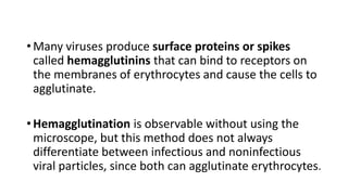 • Many viruses produce surface proteins or spikes
called hemagglutinins that can bind to receptors on
the membranes of erythrocytes and cause the cells to
agglutinate.
• Hemagglutination is observable without using the
microscope, but this method does not always
differentiate between infectious and noninfectious
viral particles, since both can agglutinate erythrocytes.
 