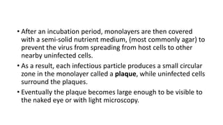 • After an incubation period, monolayers are then covered
with a semi-solid nutrient medium, (most commonly agar) to
prevent the virus from spreading from host cells to other
nearby uninfected cells.
• As a result, each infectious particle produces a small circular
zone in the monolayer called a plaque, while uninfected cells
surround the plaques.
• Eventually the plaque becomes large enough to be visible to
the naked eye or with light microscopy.
 