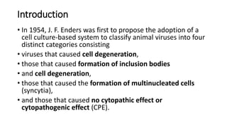 Introduction
• In 1954, J. F. Enders was first to propose the adoption of a
cell culture-based system to classify animal viruses into four
distinct categories consisting
• viruses that caused cell degeneration,
• those that caused formation of inclusion bodies
• and cell degeneration,
• those that caused the formation of multinucleated cells
(syncytia),
• and those that caused no cytopathic effect or
cytopathogenic effect (CPE).
 