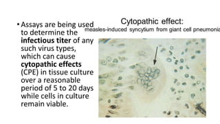 • Assays are being used
to determine the
infectious titer of any
such virus types,
which can cause
cytopathic effects
(CPE) in tissue culture
over a reasonable
period of 5 to 20 days
while cells in culture
remain viable.
 