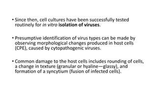 • Since then, cell cultures have been successfully tested
routinely for in vitro isolation of viruses.
• Presumptive identification of virus types can be made by
observing morphological changes produced in host cells
(CPE), caused by cytopathogenic viruses.
• Common damage to the host cells includes rounding of cells,
a change in texture (granular or hyaline—glassy), and
formation of a syncytium (fusion of infected cells).
 