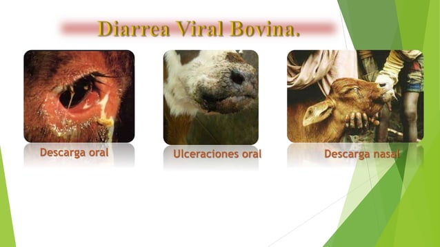 Virus Diarrea Viral Bovina
