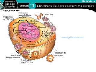 CICLO DO HIV Eliminação de novos vírus Síntese da segunda fita de DNA viral Receptores de membrana Vírus livre Proteínas do envoltório viral Membrana lipoprotéica viral Degradação do RNA viral Proteínas virais Membrana plasmática Núcleo DNA cromossômico Provírus RNA viral Transcriptase reversa RNA viral Membrana nuclear 