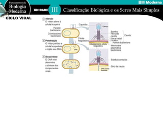 CICLO VIRAL 