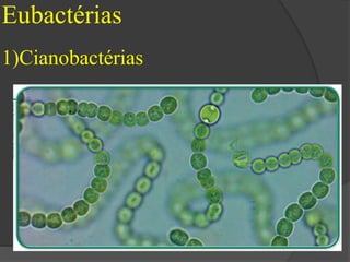 Eubactérias 
1)Cianobactérias 
 