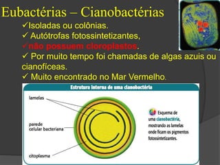 Eubactérias – Cianobactérias 
Isoladas ou colônias. 
 Autótrofas fotossintetizantes, 
não possuem cloroplastos. 
 Por muito tempo foi chamadas de algas azuis ou 
cianofíceas. 
 Muito encontrado no Mar Vermelho. 
 