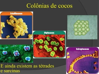 Colônias de cocos 
E ainda existem as tétrades 
e sarcinas 
 