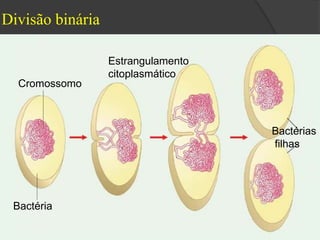 Divisão binária 
Cromossomo 
Bactéria 
Estrangulamento 
citoplasmático 
Bactérias 
filhas 
 
