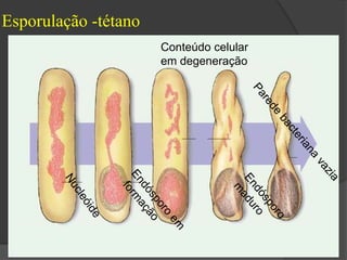 Esporulação -tétano 
Conteúdo celular 
em degeneração 
 