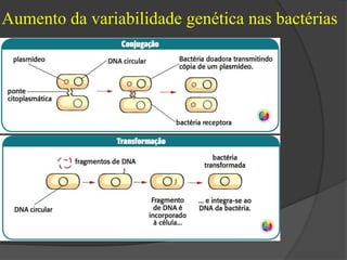 Aumento da variabilidade genética nas bactérias 
 