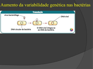 Aumento da variabilidade genética nas bactérias 
 