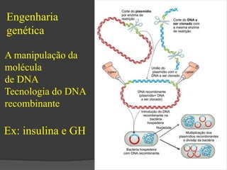 Engenharia 
genética 
A manipulação da 
molécula 
de DNA 
Tecnologia do DNA 
recombinante 
Ex: insulina e GH 
 