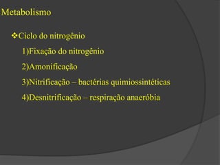 Metabolismo 
Ciclo do nitrogênio 
1)Fixação do nitrogênio 
2)Amonificação 
3)Nitrificação – bactérias quimiossintéticas 
4)Desnitrificação – respiração anaeróbia 
 