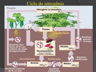Ciclo do nitrogênio 
 