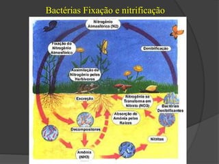 Bactérias Fixação e nitrificação 
 
