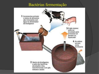 Bactérias fermentação 
 
