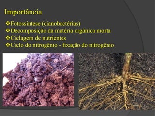 Importância 
Fotossíntese (cianobactérias) 
Decomposição da matéria orgânica morta 
Ciclagem de nutrientes 
Ciclo do nitrogênio - fixação do nitrogênio 
 