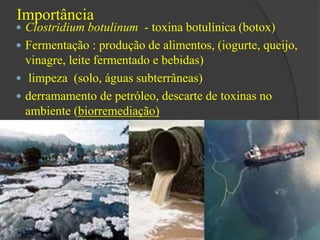 Importância 
 Clostridium botulinum - toxina botulínica (botox) 
 Fermentação : produção de alimentos, (iogurte, queijo, 
vinagre, leite fermentado e bebidas) 
 limpeza (solo, águas subterrâneas) 
 derramamento de petróleo, descarte de toxinas no 
ambiente (biorremediação) 
 