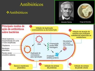 Antibióticos 
Antibióticos 
 