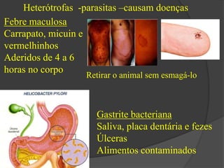 Heterótrofas -parasitas –causam doenças 
Febre maculosa 
Carrapato, micuin e 
vermelhinhos 
Aderidos de 4 a 6 
horas no corpo 
Retirar o animal sem esmagá-lo 
Gastrite bacteriana 
Saliva, placa dentária e fezes 
Úlceras 
Alimentos contaminados 
 