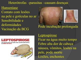 Heterótrofas -parasitas –causam doenças 
Hanseníase 
Contato com lesões 
na pele e gotículas no ar 
Sensibilidade e 
deformidades 
Vacinação da BCG 
Pode incubação prolongada 
Leptospirose 
Ficar na água muito tempo 
Febre alta dor de cabeça 
náusea, vômitos, lesões na 
pele, pode morte 
Lixões, enchentes 
 
